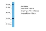 LRRC33 Antibody in Western Blot (WB)