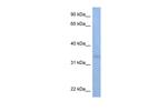 SIA7C Antibody in Western Blot (WB)