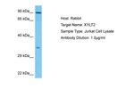 XYLT2 Antibody in Western Blot (WB)