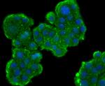 MSI2 Antibody in Immunocytochemistry (ICC/IF)