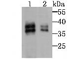 MSI2 Antibody in Western Blot (WB)