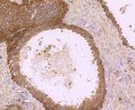 DOCK4 Antibody in Immunohistochemistry (Paraffin) (IHC (P))