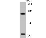 DIAPH3 Antibody in Western Blot (WB)