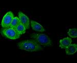 SERPINC1 Antibody in Immunocytochemistry (ICC/IF)