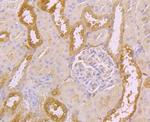 SERPINC1 Antibody in Immunohistochemistry (Paraffin) (IHC (P))