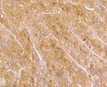 SERPINC1 Antibody in Immunohistochemistry (Paraffin) (IHC (P))