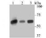 SERPINC1 Antibody in Western Blot (WB)