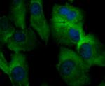 ORAI3 Antibody in Immunocytochemistry (ICC/IF)