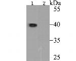 ORAI3 Antibody in Western Blot (WB)