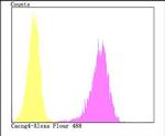 CACNG4 Antibody in Flow Cytometry (Flow)