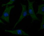 CACNG4 Antibody in Immunocytochemistry (ICC/IF)