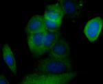 CACNG4 Antibody in Immunocytochemistry (ICC/IF)