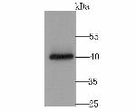 CACNG4 Antibody in Western Blot (WB)