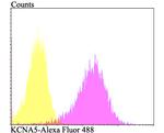 KV1.5 (KCNA5) Antibody in Flow Cytometry (Flow)
