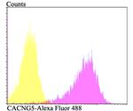 CACNG5 Antibody in Flow Cytometry (Flow)