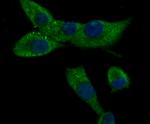 CACNG5 Antibody in Immunocytochemistry (ICC/IF)