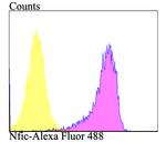 NFIC Antibody in Flow Cytometry (Flow)