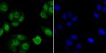 NFIC Antibody in Immunocytochemistry (ICC/IF)