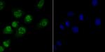 NFIC Antibody in Immunocytochemistry (ICC/IF)