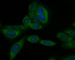 CD40 Antibody in Immunocytochemistry (ICC/IF)