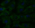 CD40 Antibody in Immunocytochemistry (ICC/IF)