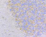 MCU Antibody in Immunohistochemistry (Paraffin) (IHC (P))