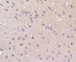 MCU Antibody in Immunohistochemistry (Paraffin) (IHC (P))