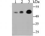 MICU1 Antibody in Western Blot (WB)