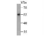 DFNA5 Antibody in Western Blot (WB)