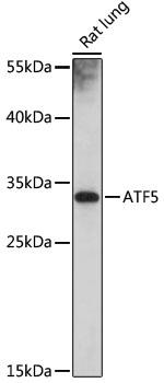 ATF5 Antibody in Western Blot (WB)