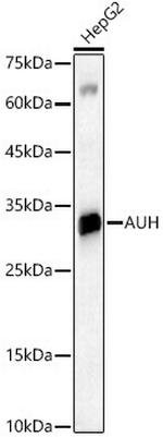 AUH Antibody in Western Blot (WB)