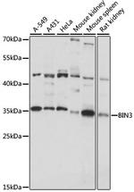 BIN3 Antibody in Western Blot (WB)