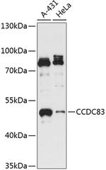 CCDC83 Antibody in Western Blot (WB)