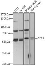 CERK Antibody in Western Blot (WB)