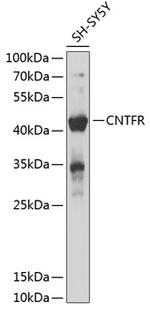 CNTFR Antibody in Western Blot (WB)