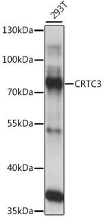 CRTC3 Antibody in Western Blot (WB)