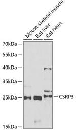CSRP3 Antibody in Western Blot (WB)