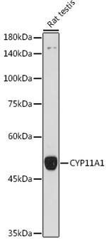 CYP11A1 Antibody in Western Blot (WB)