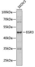 EGR3 Antibody in Western Blot (WB)