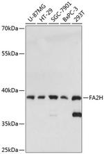FA2H Antibody in Western Blot (WB)