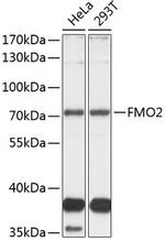 FMO2 Antibody in Western Blot (WB)