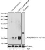 H3K36ac Antibody in Western Blot (WB)