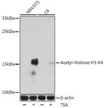 H3K4ac Antibody in Western Blot (WB)