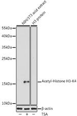 H3K4ac Antibody in Western Blot (WB)