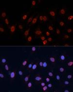 HNRNPU Antibody in Immunocytochemistry (ICC/IF)