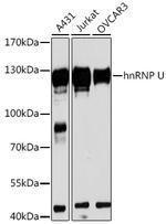 HNRNPU Antibody in Western Blot (WB)