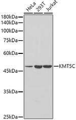 SUV420H2 Antibody in Western Blot (WB)