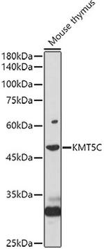 SUV420H2 Antibody in Western Blot (WB)