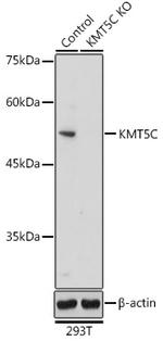 SUV420H2 Antibody in Western Blot (WB)