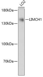 LIMCH1 Antibody in Western Blot (WB)